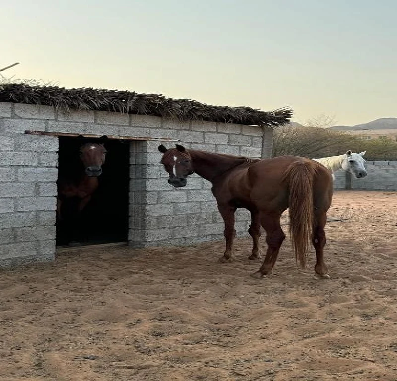 Hidden Mountain Farm Stay In Hatta