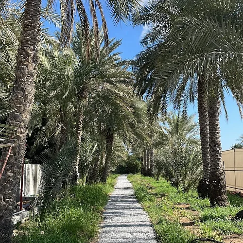 Premium Fujairah Farm With Horses