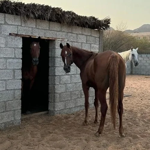 Hidden Mountain Farm Stay In Hatta